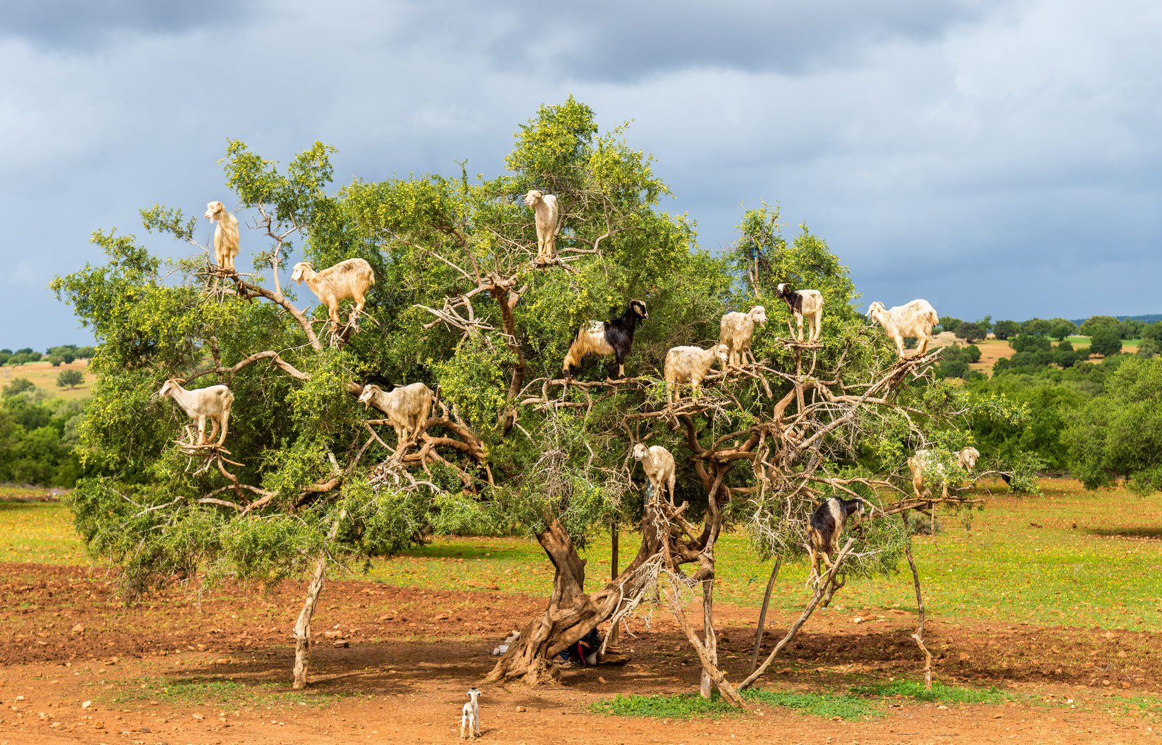 Goats graze in an argan tree - Morocco
