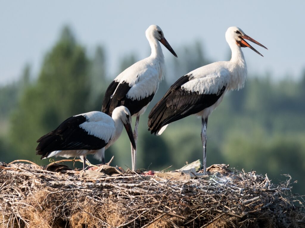Frig-Valley Storks