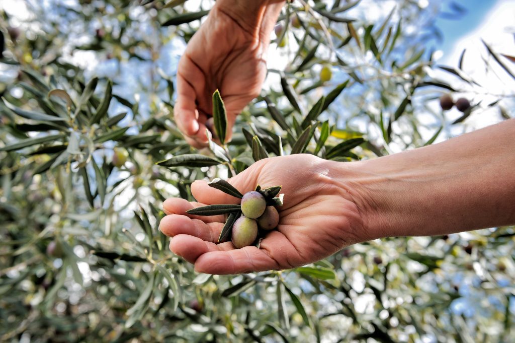 Olive Harvest in Greece : Olives hand-picked
