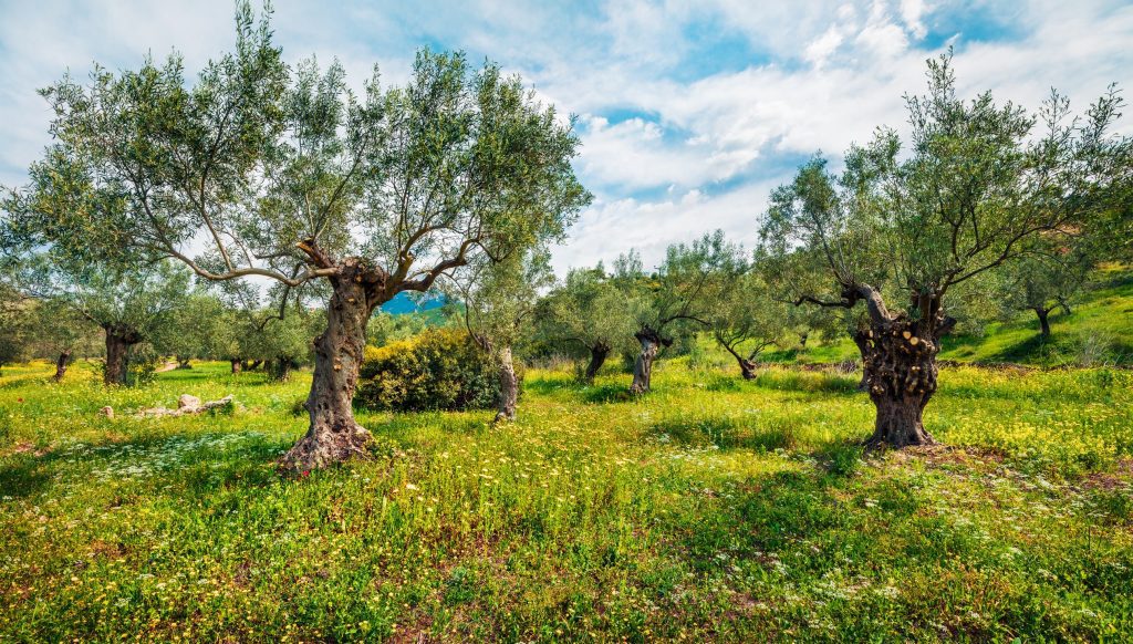 Olive Harvest in Greece Olive Harvest in Greece