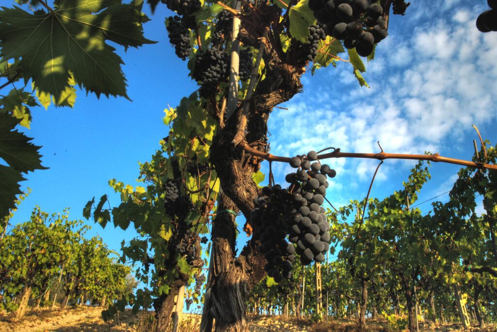 Visiting Montepulciano