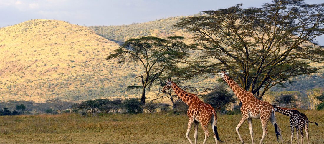 Rotschild giraffes, Lake Nakuru National Park, Kenya