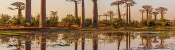 Baobab trees at dawn in Madagascar