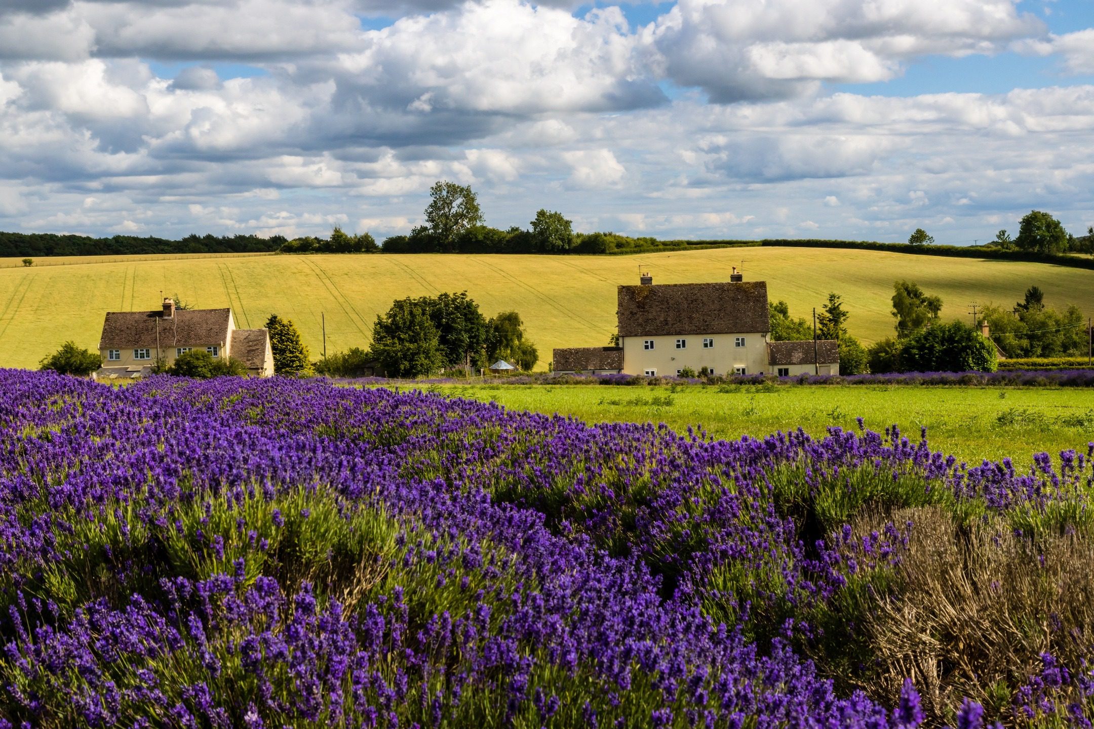 Beautiful Lavender fields