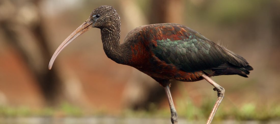 Glossy Ibis