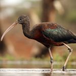 Glossy Ibis