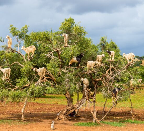 Goats graze in an argan tree - Morocco
